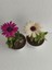 2' Li Mini Bodrum Papatyası Çiçeği 10-15CM Mor-Beyaz Renk 2