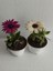 2' Li Mini Bodrum Papatyası Çiçeği 10-15CM Mor-Beyaz Renk 3