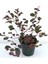 Eugenia Etna Fire Evgenya Çalısı Saksılı/tüplü 50-70CM Peyzaj Bitkisi 3