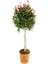 Peyzaj Süs Bitkisi Evgenya Çalısı 50-70CM Saksılı/tüplü (Eugenia Etna Fire) 1