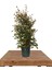 Evgenya Çalısı Tüplü/saksılı 50-70CM Bahçe Ağacı 1 Adet (Eugenia Etna Fire) 1