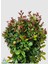 Evgenya Çalısı Tüplü/saksılı 50-70CM Bahçe Ağacı 1 Adet (Eugenia Etna Fire) 2