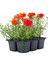 Kırmızı Renk Kedi Tırnağı Ipek Çiçeği 2 Adet Saksılı Çiçekli Bitki(Portulaca Grandiflora) 1