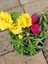 Ipek Kedi Tırnağı Çiçeği 2 Adet Sarı-Fuşya Renkli 10-15CM (Portulaca Grandiflora) 1