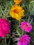 Ipek Kedi Tırnağı Çiçeği 2 Adet Sarı-Fuşya Renkli 10-15CM (Portulaca Grandiflora) 2