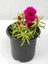 Ipek Kedi Tırnağı Çiçeği 2 Adet Sarı-Fuşya Renkli 10-15CM (Portulaca Grandiflora) 3