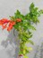 Campsis Radicans Sarmaşık Acem Borusu Çiçeği 50-70CM Saksılı Bahçe Balkon Çiçeği 1