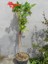 Campsis Radicans Sarmaşık Acem Borusu Çiçeği 50-70CM Saksılı Bahçe Balkon Çiçeği 3