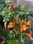 Campsis Radicans Sarmaşık Acem Borusu Çiçeği 50-70CM Saksılı Bahçe Balkon Çiçeği 4