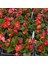 Begonya – Begonia Kırmzı Renk 50 Adet 2