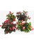 Begonya – Begonia Kırmzı Renk 50 Adet 4