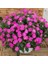 Cam Güzeli Çiçeği -Impatiens Walleriana - Pembe 5 Adet 1