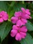 Cam Güzeli Çiçeği -Impatiens Walleriana - Pembe 5 Adet 2