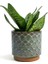 Yeşil Paşa Kılıcı – Sansevieria Hahnii 15-20 cm 3