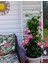 Mandevilla Sarmaşığı - Pembe 80-100cm 4
