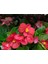 Begonya – Begonia Kırmızı Renk 30 Adet 1
