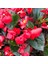 Begonya – Begonia Kırmızı Renk 30 Adet 3