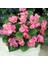 Begonya – Begonia Pembe Renk 10 Adet 1