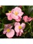 Begonya – Begonia Pembe Renk 10 Adet 2