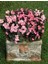 Begonya – Begonia Pembe Renk 10 Adet 3