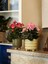 Begonya – Begonia Pembe Renk 10 Adet 4