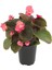 Begonya – Begonia Pembe Renk 10 Adet 5