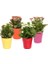Kalanşo Çiçeği – Kalanchoe 20 Adet 1