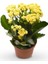 Kalanşo Çiçeği – Kalanchoe 20 Adet 2