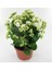 Kalanşo Çiçeği – Kalanchoe 20 Adet 5
