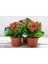 Kalanşo Çiçeği – Kalanchoe 8 Adet 3