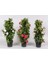 Mandevilla Sarmaşığı 3'lü Set 80-100cm 1