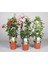 Mandevilla Sarmaşığı 3'lü Set 80-100cm 5