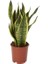 Paşa Kılıcı - Peygamber Kılıcı (Sansaveria trifasciata) 20 cm 3 5