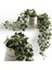 Mini Hedera Salon Sarmaşığı- (Hedera Helix Green) 3 Adet Saksıda 2