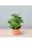 Mini Hedera Salon Sarmaşığı- (Hedera Helix Green) 3 Adet Saksıda 4