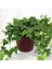 Mini Hedera Salon Sarmaşığı- (Hedera Helix Green) 3 Adet Saksıda 5