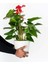 Anthoryum - Flamingo Çiçeği (Anthurium) 3 Adet 1