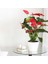Anthoryum - Flamingo Çiçeği (Anthurium) 3 Adet 2