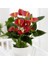 Anthoryum - Flamingo Çiçeği (Anthurium) 3 Adet 3