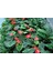 Anthoryum - Flamingo Çiçeği (Anthurium) 3 Adet 4