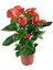 Anthoryum - Flamingo Çiçeği (Anthurium) 3 Adet 5