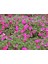 Cam Güzeli Çiçeği -Impatiens Walleriana - Pembe 10 Adet 3