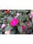 Cam Güzeli Çiçeği -Impatiens Walleriana - Pembe 10 Adet 5