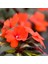 Cam Güzeli Çiçeği -Impatiens Walleriana - Kırmızı 5 Adet 2