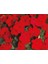 Cam Güzeli Çiçeği -Impatiens Walleriana - Kırmızı 5 Adet 4