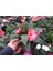 Cam Güzeli Çiçeği -Impatiens Walleriana - Kırmızı 5 Adet 5