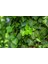 Hedera Helix Orman Sarmaşığı 100 150 Cm 5 Adet 3