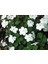 Cam Güzeli Çiçeği -Impatiens Walleriana - Beyaz 10 Adet 2