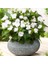 Cam Güzeli Çiçeği -Impatiens Walleriana - Beyaz 10 Adet 5