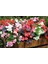 Begonya – Begonia Karışık Renklerde 15 Adet 1